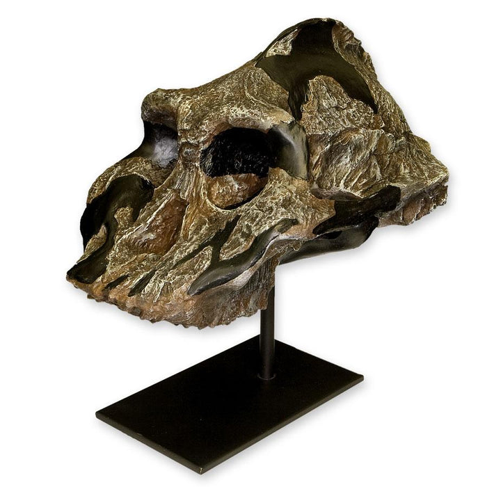 Replica Black KNM WT-1700 Skull - Cranium Only