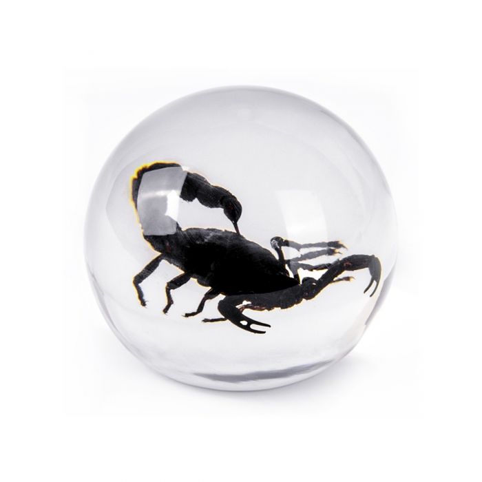 Real Black Scorpion in Acrylic Sphere Display