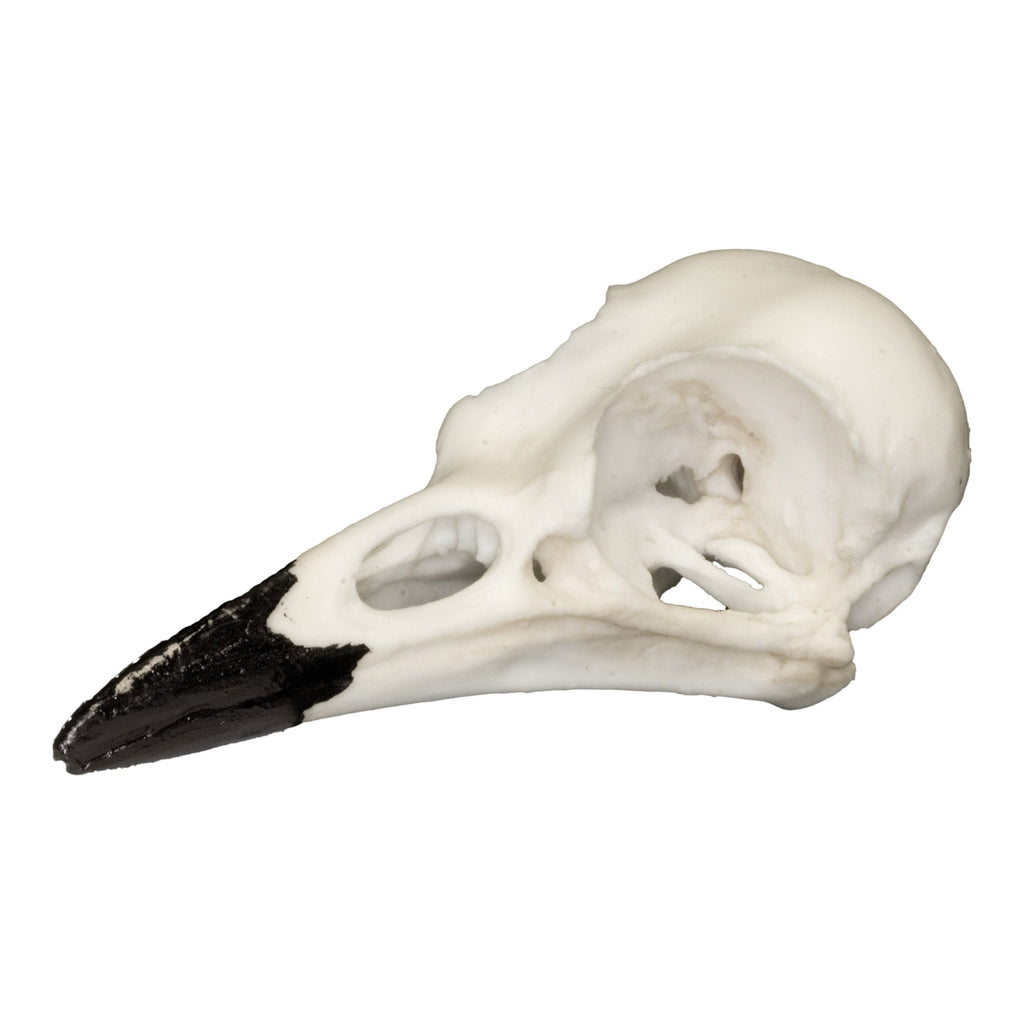 Replica Blue Jay Skull For Sale — Skulls Unlimited International, Inc.