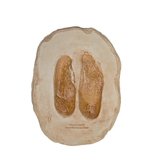 Replica Blue Wildebeest Footprint