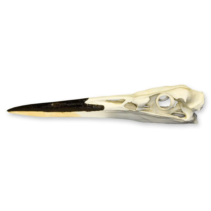 Replica Great Blue Heron Skull