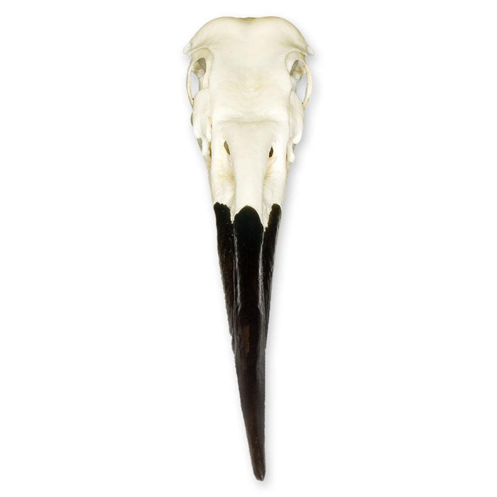 Replica Great Blue Heron Skull