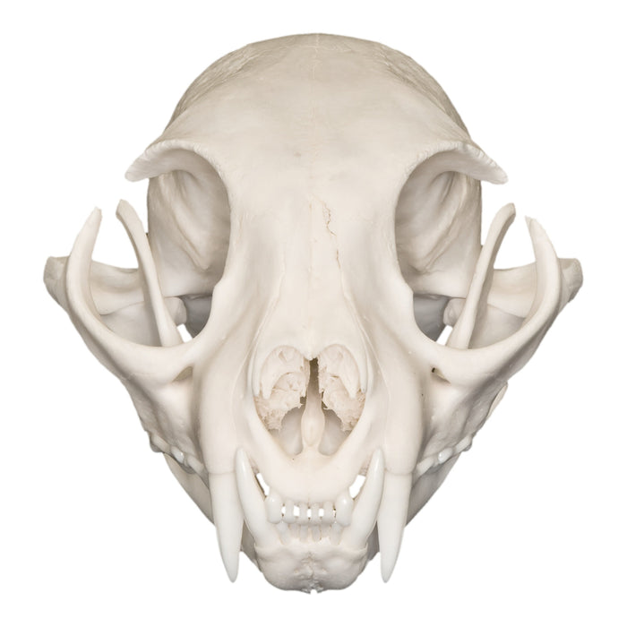 Real Bobcat Skull