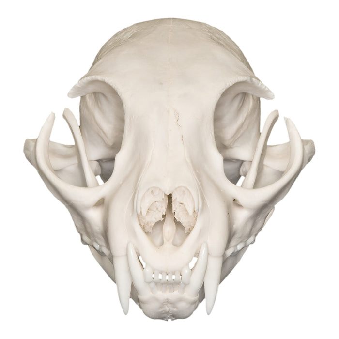 Real Bobcat Skull