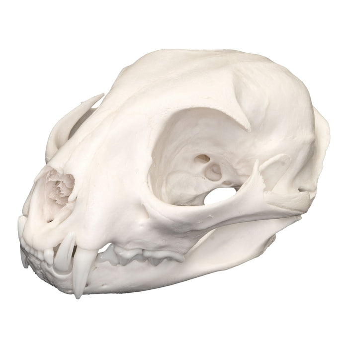 Real Bobcat Skull