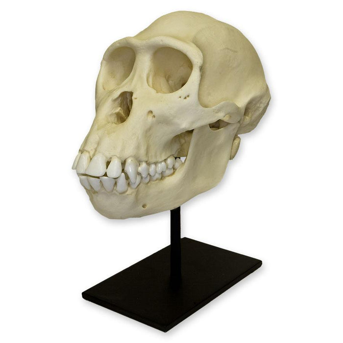 Replica Bonobo Skull - Female
