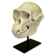Replica Bonobo Skull - Male