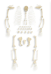 Replica Bonobo Skeleton
