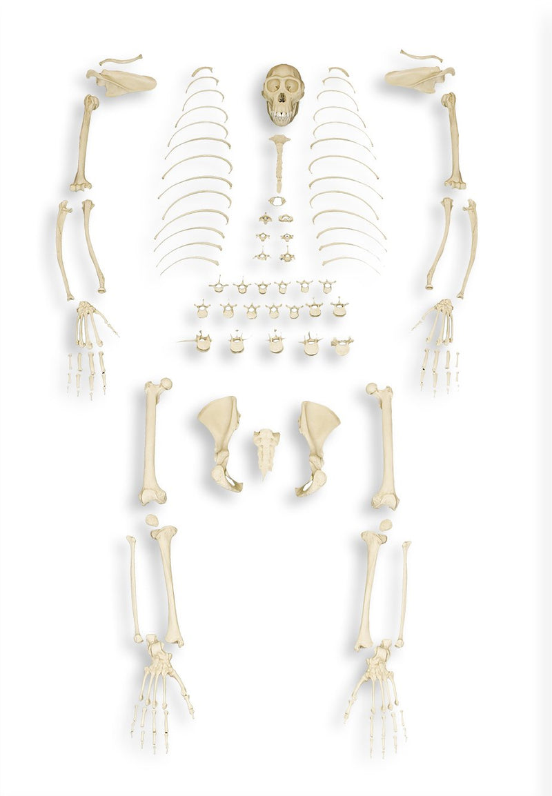 Replica Bonobo Skeleton