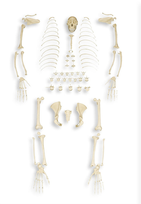 Replica Bonobo Skeleton - (Bipedal)