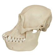 Replica Bornean Orangutan Skull - Female