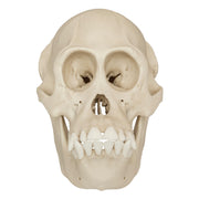 Replica Bornean Orangutan Skull - Female