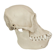 Replica Bornean Orangutan Skull - Female