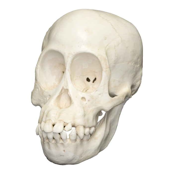 Replica Sumatran Orangutan Skull - Juvenile