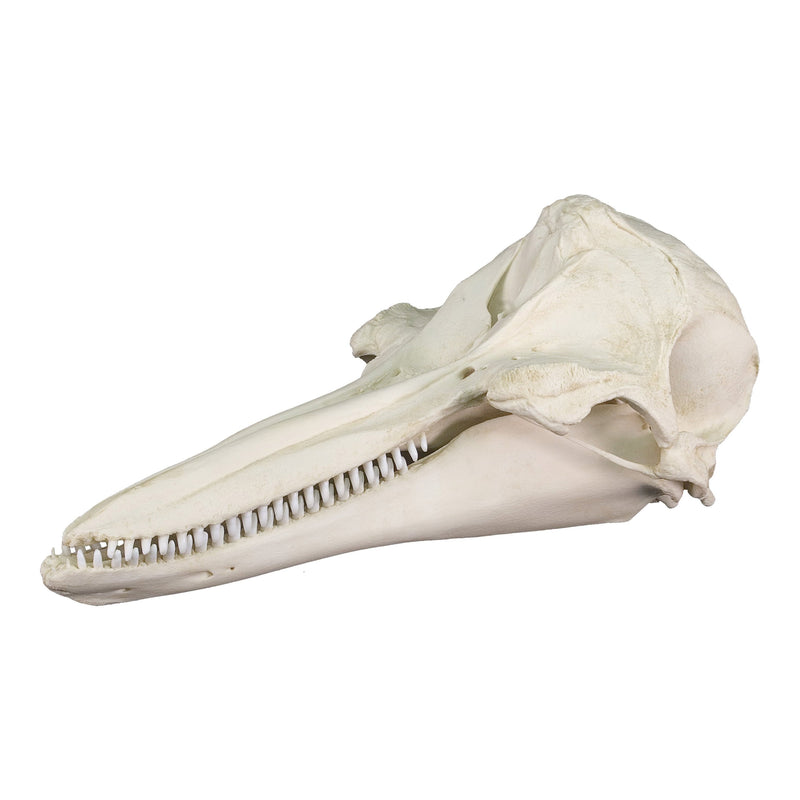 Replica Bottle-nosed Dolphin Skull