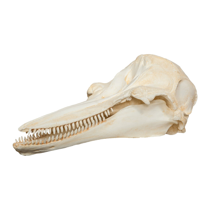 Replica Bottle-nosed Dolphin Skull