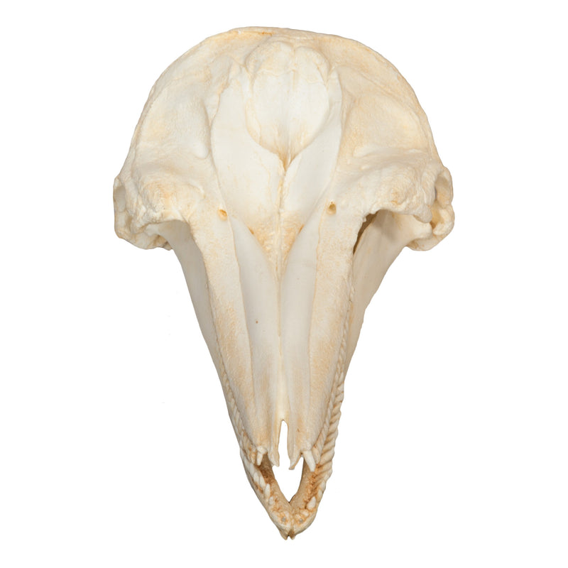 Replica Bottle-nosed Dolphin Skull