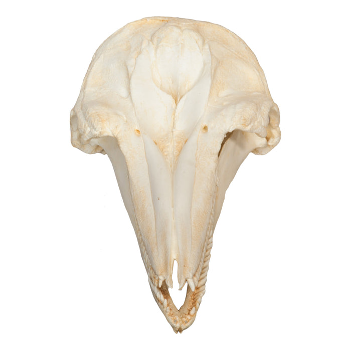 Replica Bottle-nosed Dolphin Skull