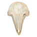 Replica Bottle-nosed Dolphin Skull