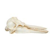 Replica Bottle-nosed Dolphin Skull