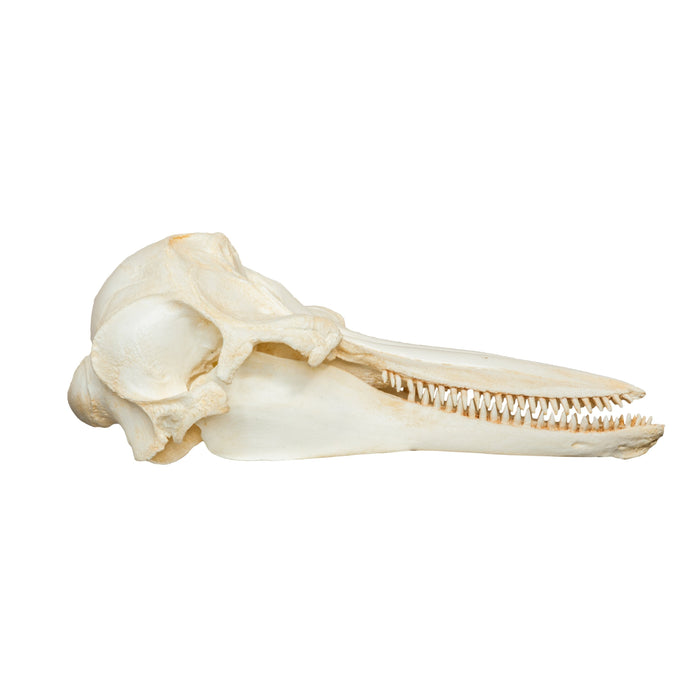Replica Bottle-nosed Dolphin Skull