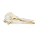 Replica Bottle-nosed Dolphin Skull