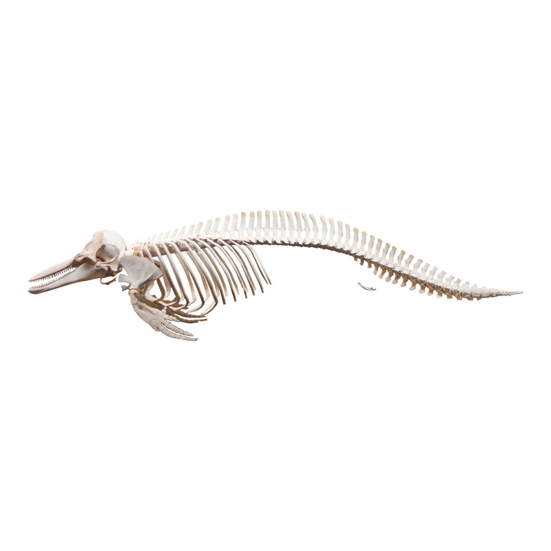 Replica Bottle-nosed Dolphin Skeleton