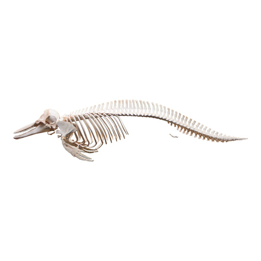 Replica Bottle-nosed Dolphin Skeleton