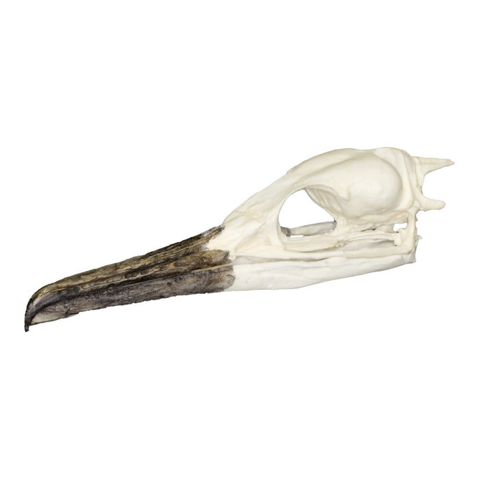 Replica Brandt's Cormorant Skull
