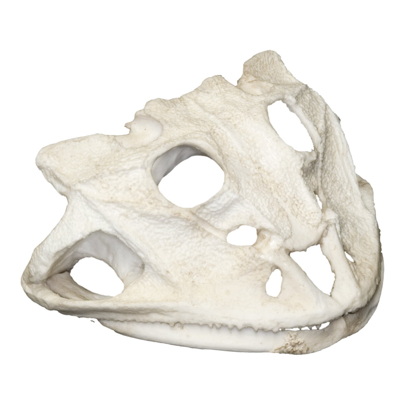 Replica Brazilian Horned Frog Skull