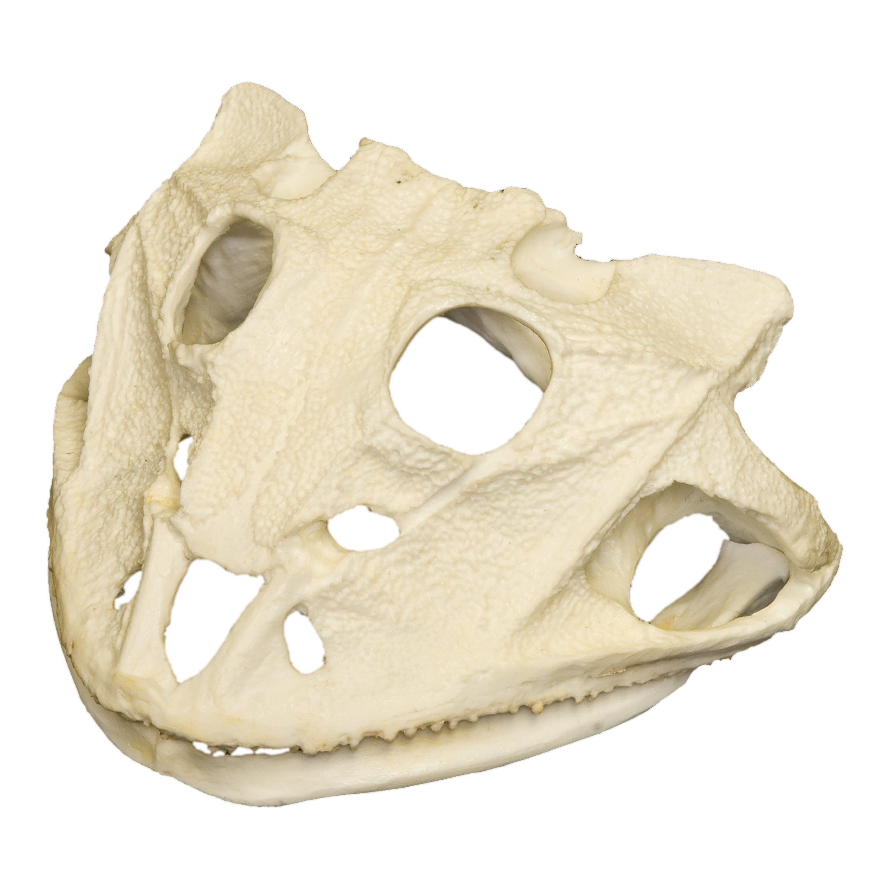 Replica Frog Brazilian Horned Skull For Sale — Skulls Unlimited