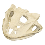 Replica Brazilian Horned Frog Skull