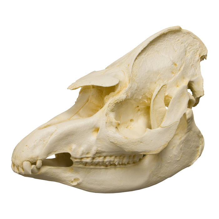 Replica Brazilian Tapir Skull