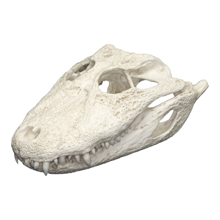 Replica Broad-snouted Caiman Skull