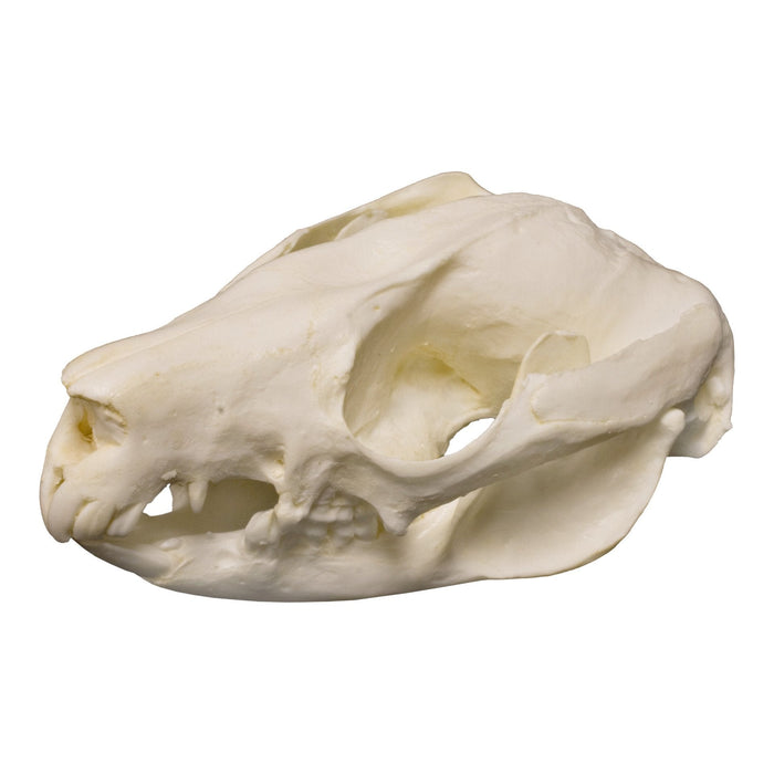 Replica Brush-tail Possum Skull
