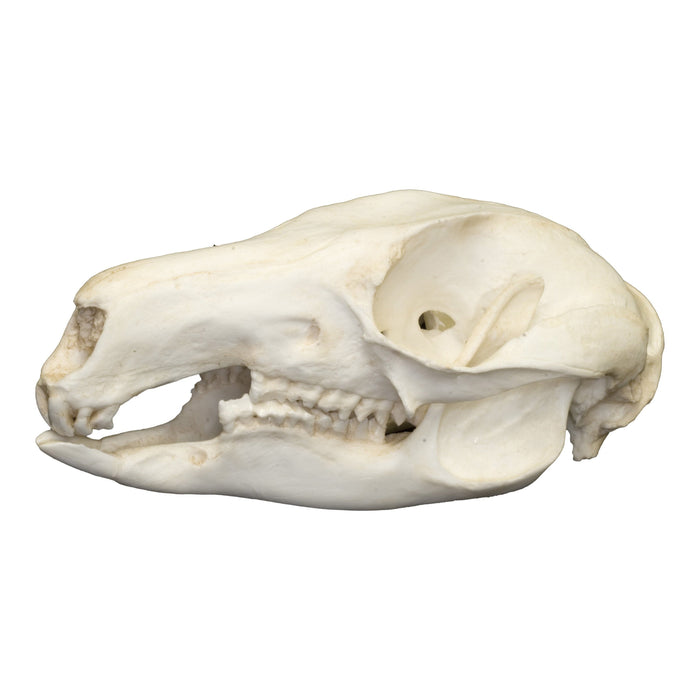 Replica Brush-tailed Rock Wallaby Skull