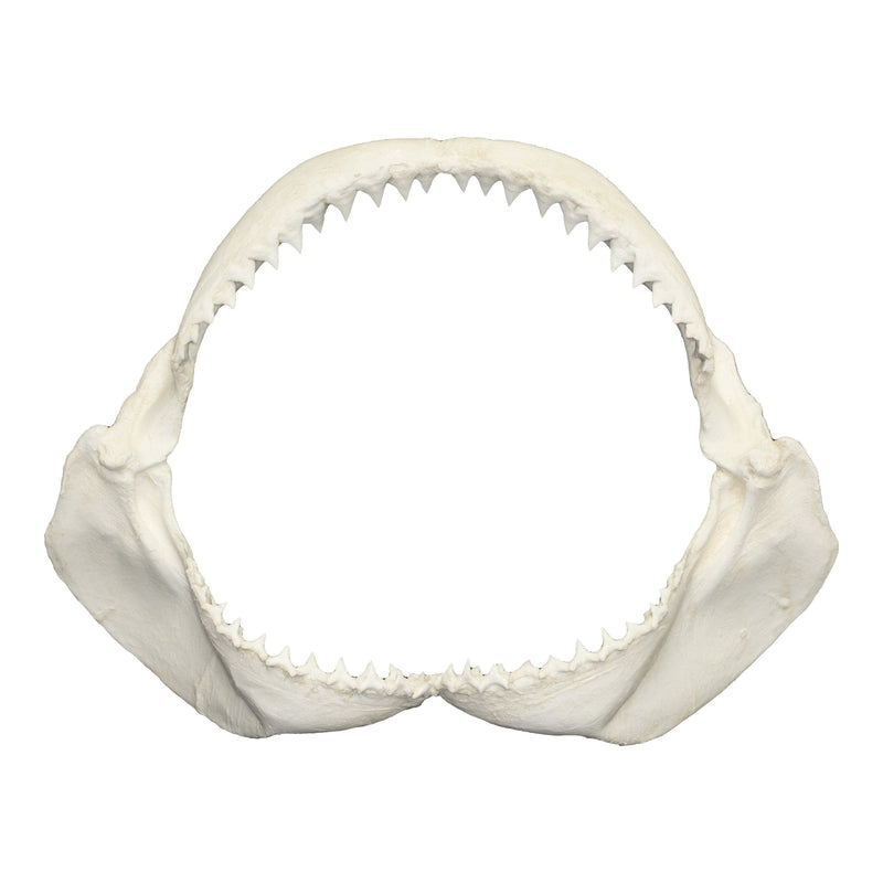 Replica Bull Shark Jaw
