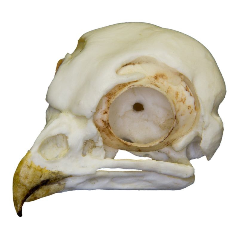 Replica Burrowing Owl Skull