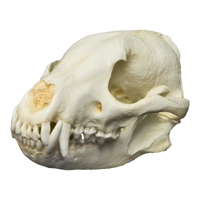 Replica Bush Dog Skull