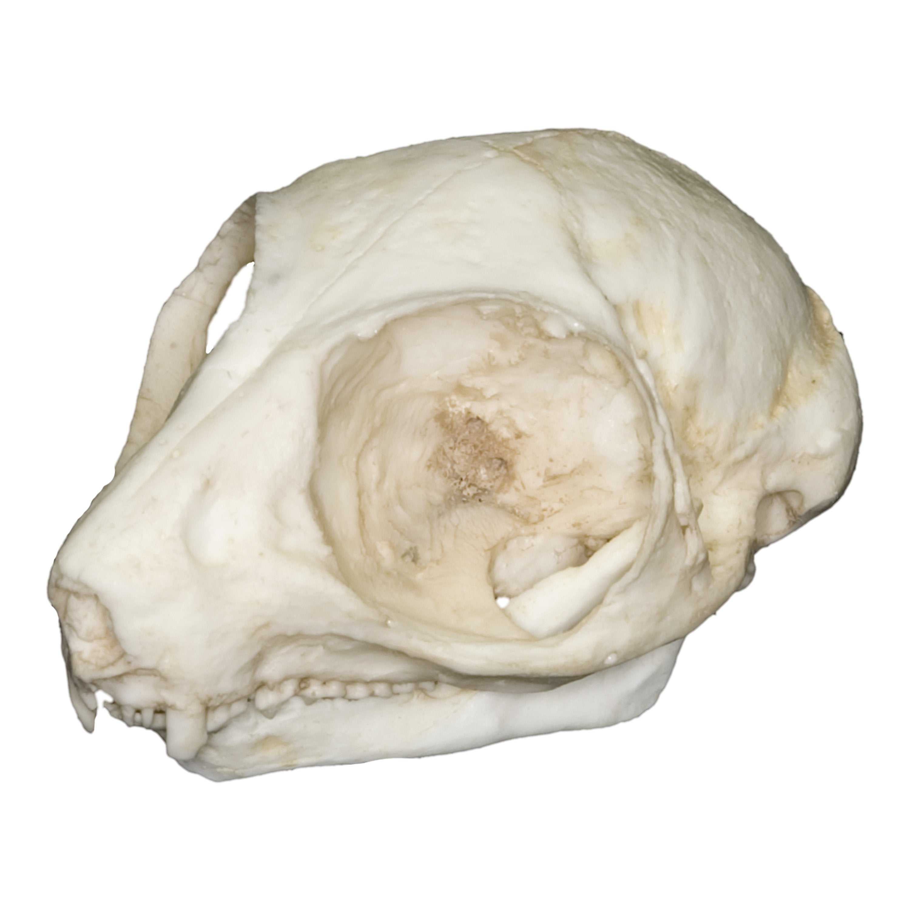 DimMoire Baby Skull BIG T【White】　未開封 Replica Bushbaby Skull For Sale — Skulls Unlimited International, Inc.