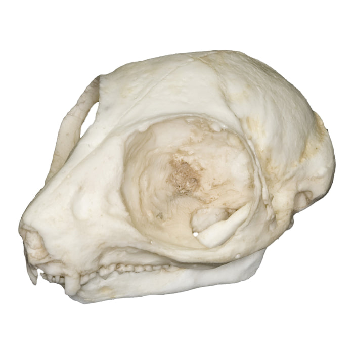 Replica Bush Baby Skull