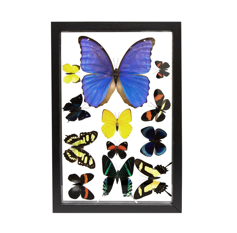 Real Butterflies in Black Frame - Set of 12