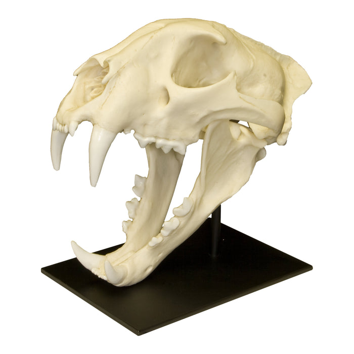 Replica African Leopard Skull