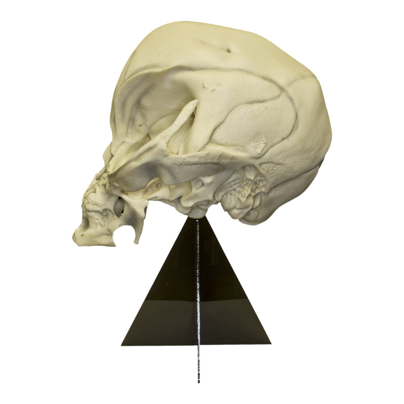 Replica Alien Skull with Stand