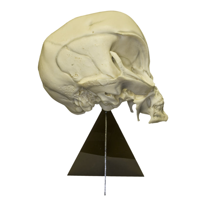 Replica Alien Skull with Stand