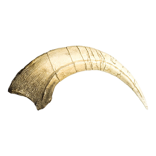 Replica Megaraptor Claw