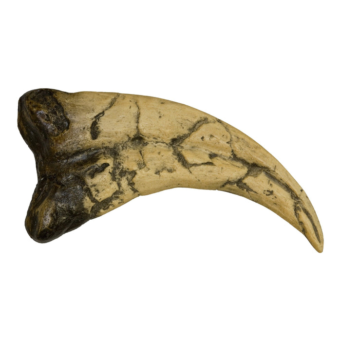 Replica Utahraptor Claw For Sale — Skulls Unlimited International