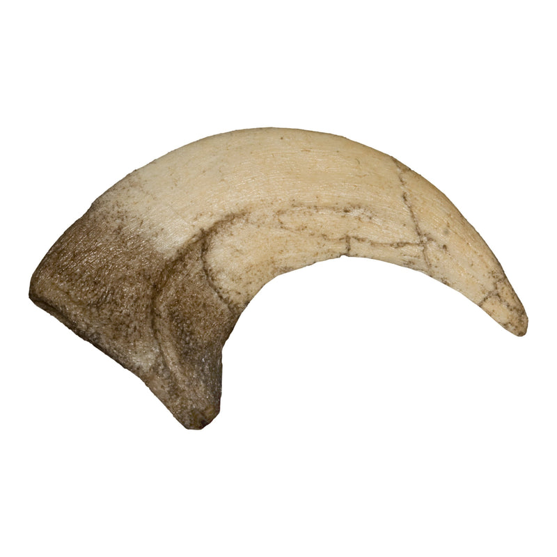 Replica Velociraptor Claw