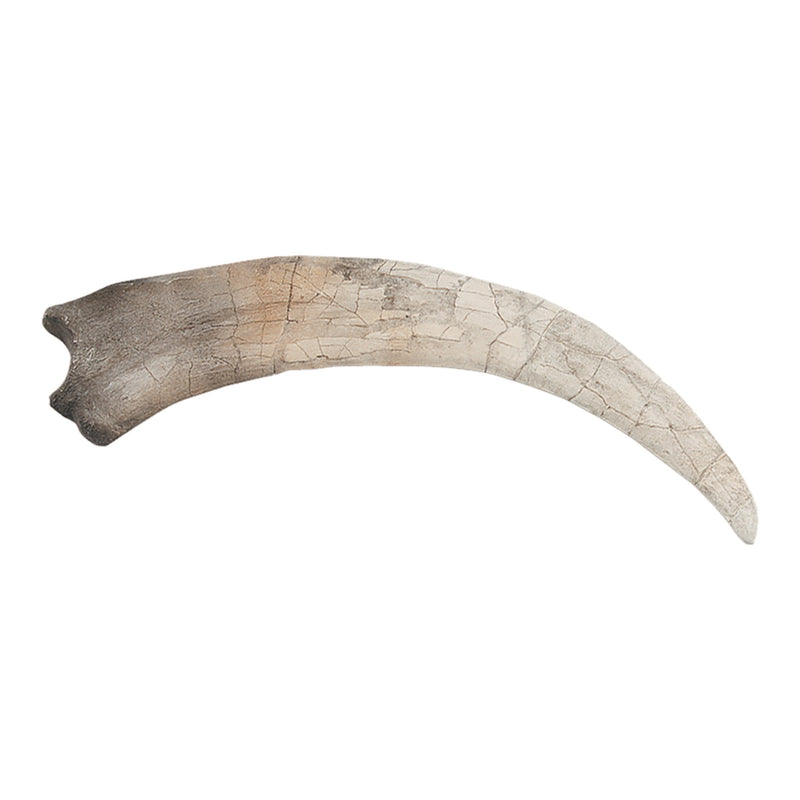 Replica Therizinosaurus Claw