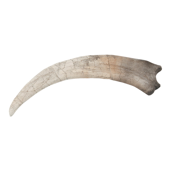 Replica Therizinosaurus Claw